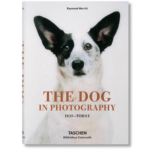 Dog in Photography